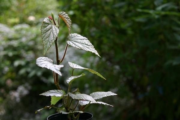 B. ‘Shirasagi’
